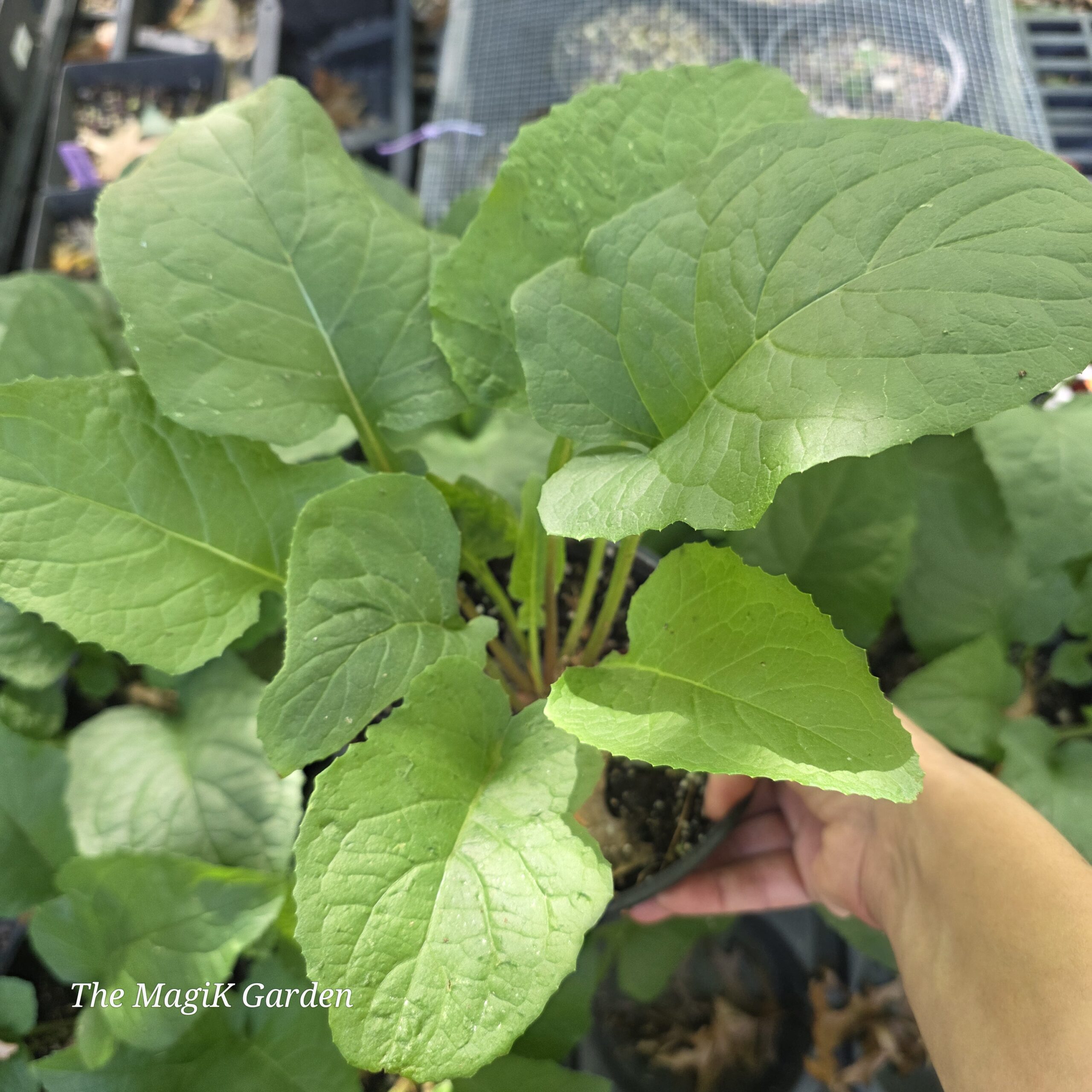 Woodland Lettuce - Image 2