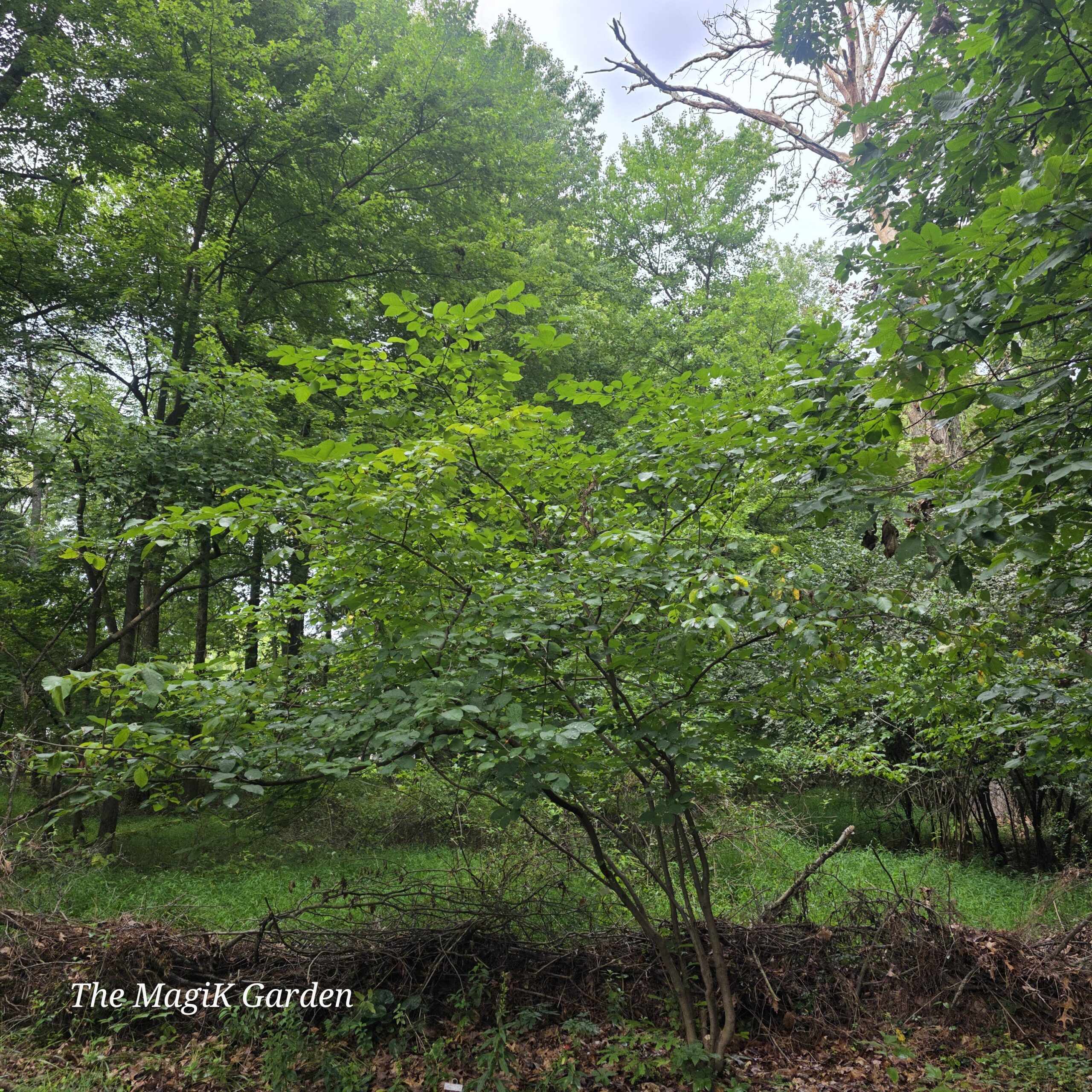 Spicebush - Image 2