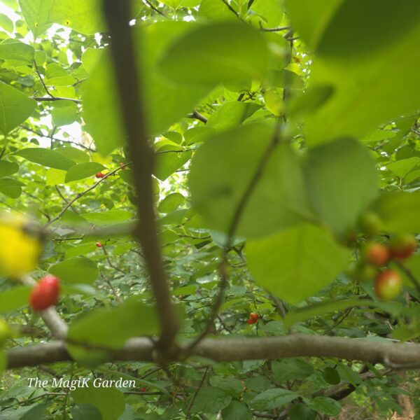 Spicebush
