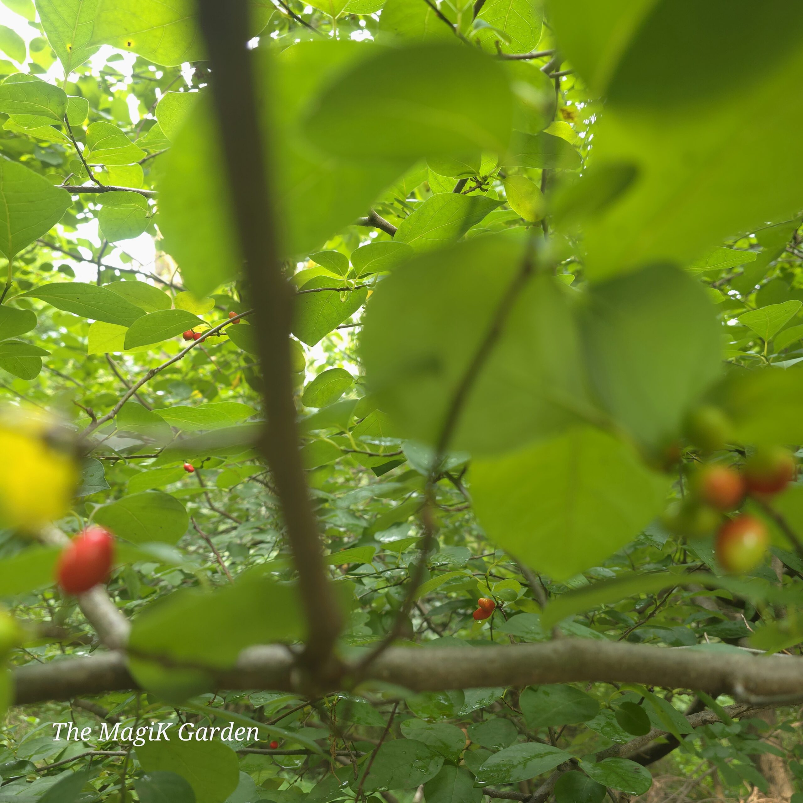 Spicebush