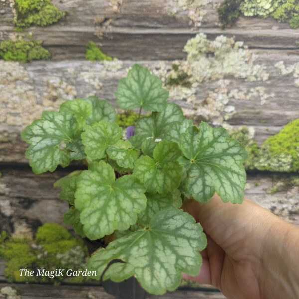'Dale's Strain' Coral Bells