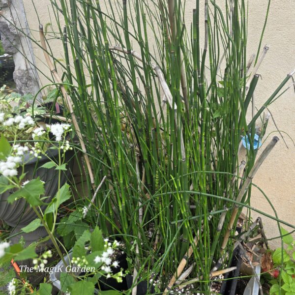Scouring Rush