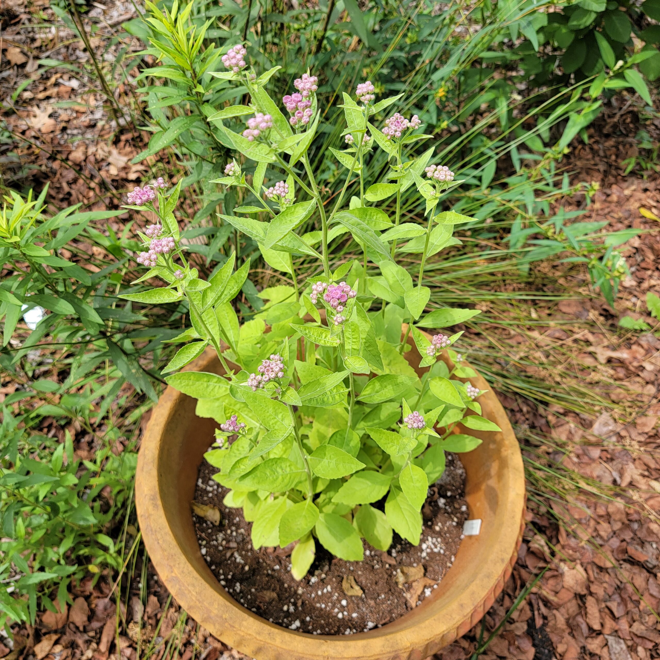 Sweetscent Seed